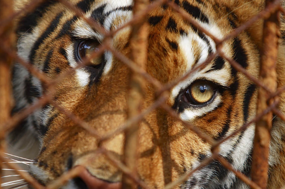 SAVE THE TIGER