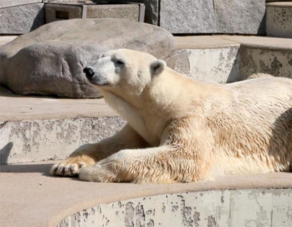 Zoogeschichten – Was passiert wirklich mit Eisbär, Elefant und Co.